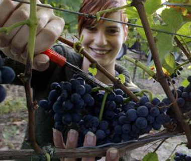 CGEA Vigne et vin